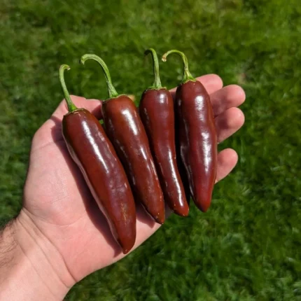 Chocolate Jalapeno Seeds – Approx.20-30 Seed Pack