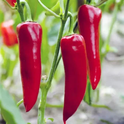 Chilli 410 hybrid F1 Seed