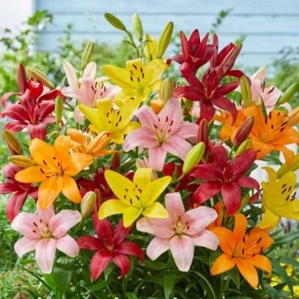 Lilium Flower Bulbs 5 Bulbs Mix Color [SOLD OUT]