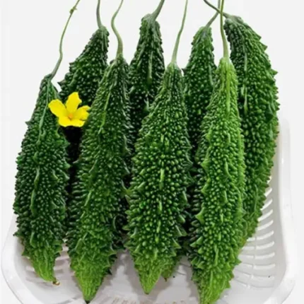 Bitter Gourd Seeds Hybrid F1 In Pakistan