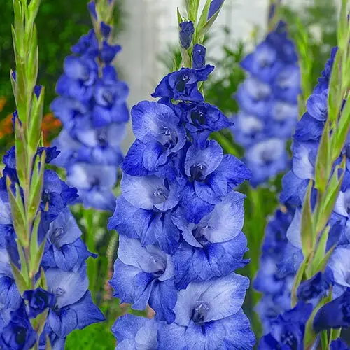 s-l960-1.webp