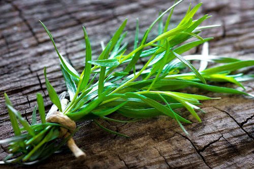 tarragon-512x341-1.jpeg