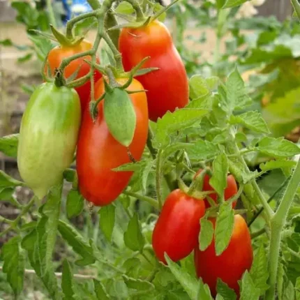 San Marzano mano tomato seeds