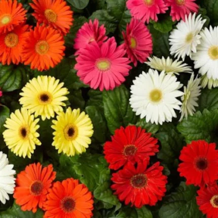 Gerbera Mix Seeds