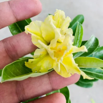 Adenium Golden Glow – Grafted Double Petal Desert Rose