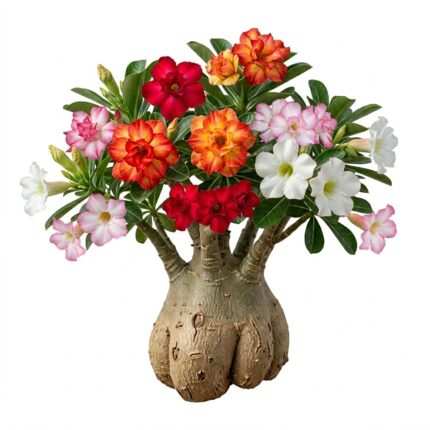 Adenium flower seed packet