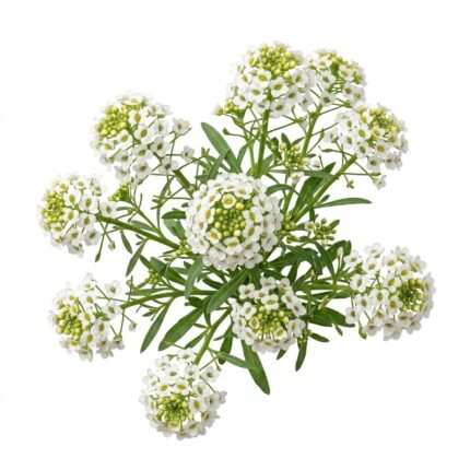 Alyssum flower seed packet