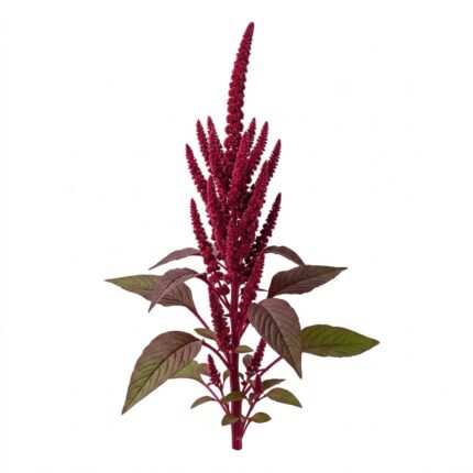 Amaranthus flower seed packet