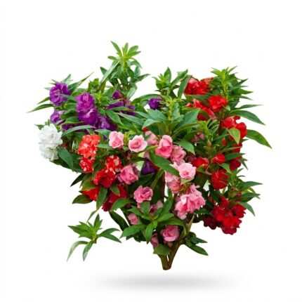 Balsam flower seed packet