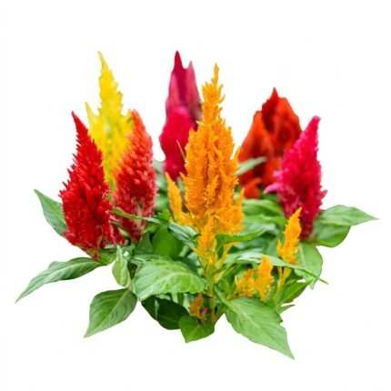 Celosia flower seed packet