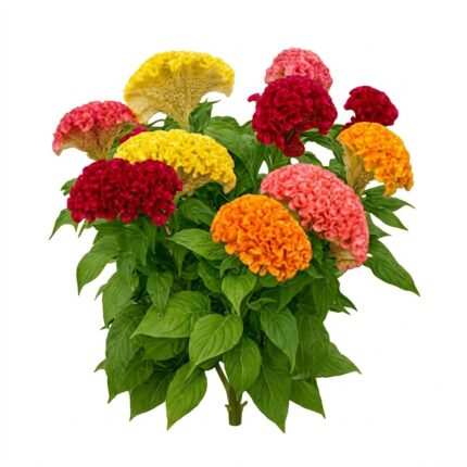 Cockscomb flower seed packet