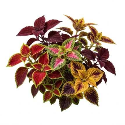 Coleus flower seed packet