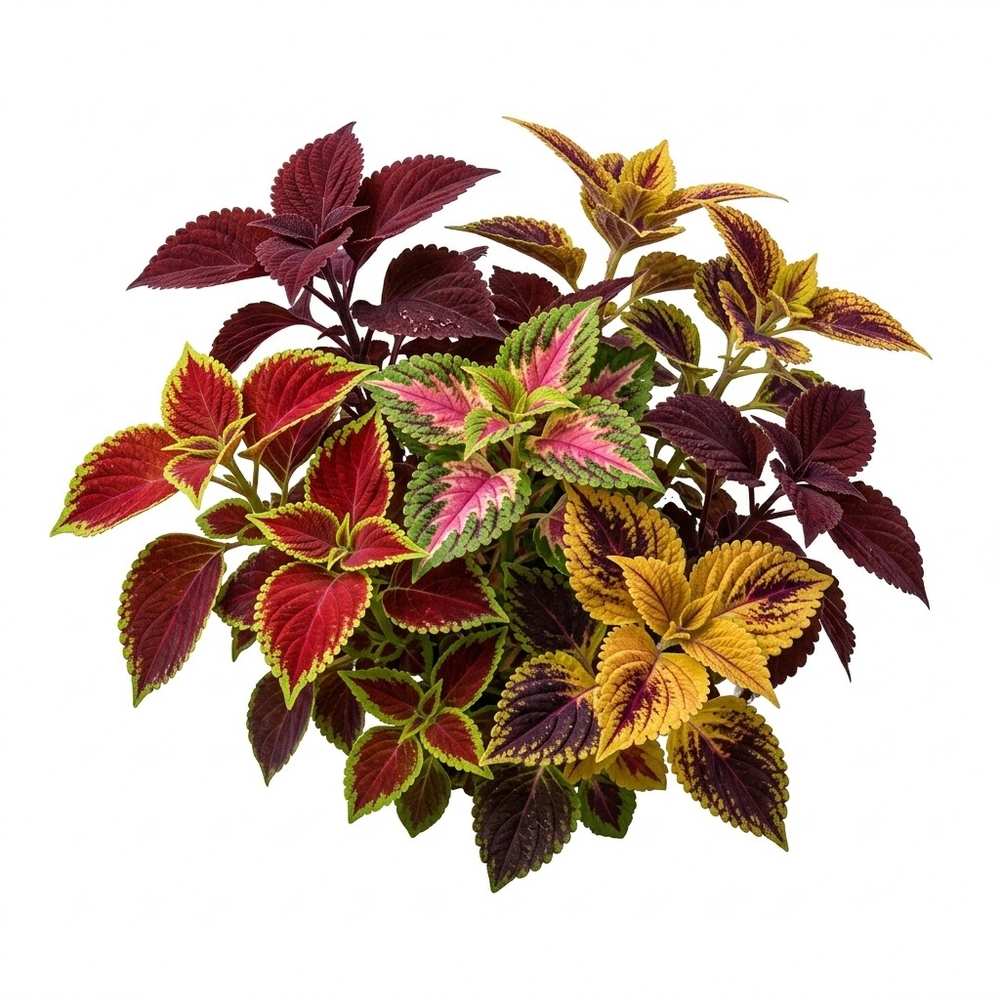 Coleus Mix Coleus flower seed packet