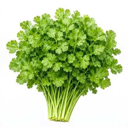 Coriander F1 herb seed packet