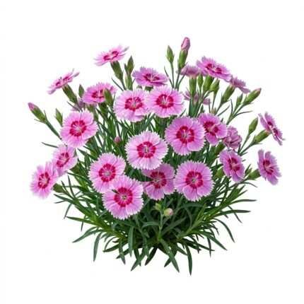 Dianthus flower seed packet