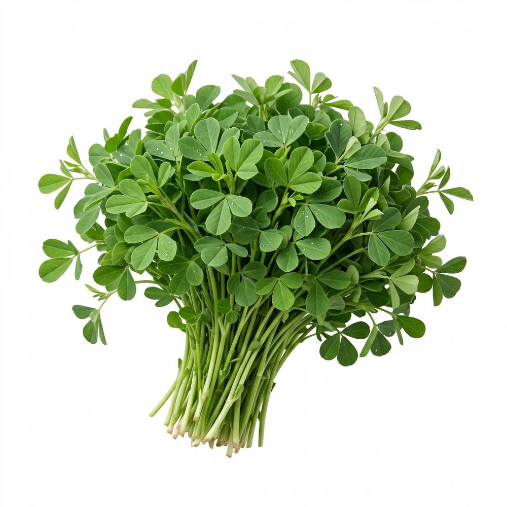 Fenugreek Methi Fenugreek / Methi vegetable seed packet