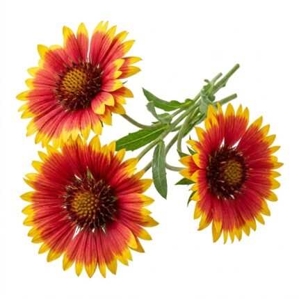 Gaillardia flower seed packet