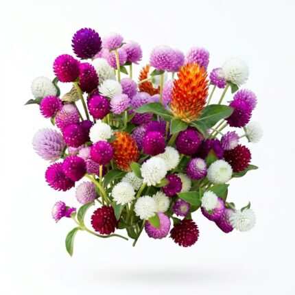 Gomphrena flower seed packet