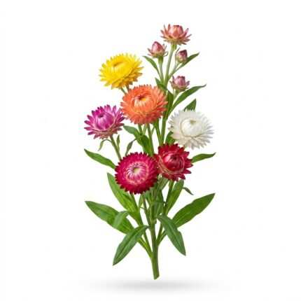 Helichrysum / Strawflower flower seed packet