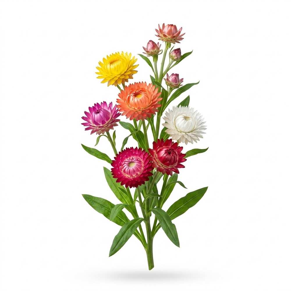 Helichrysum or Strawflower Helichrysum / Strawflower flower seed packet