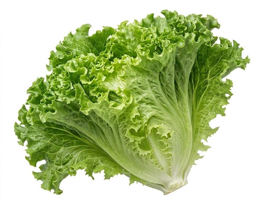 Leaf Lettuce Green (Grand Rapid) vegetable seed packet
