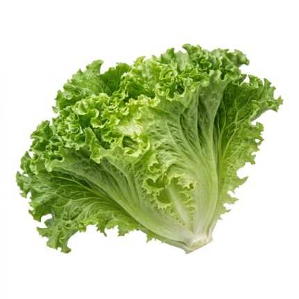 Leaf Lettuce Green (Grand Rapid) vegetable seed packet