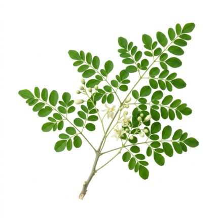 Moringa / Sohanjna herb seed packet