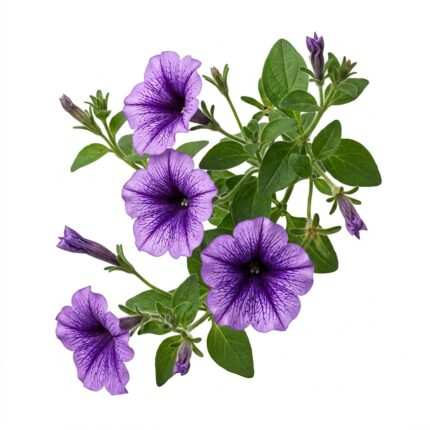Petunia flower seed packet