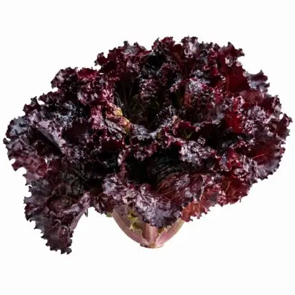 Red Leaf Lettuce (Black Rose) vegetable seed packet