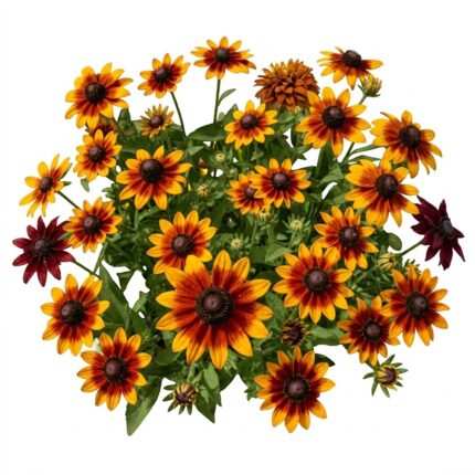 Rudbeckia flower seed packet
