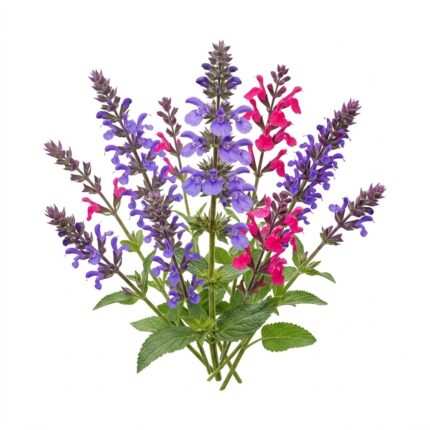 Salvia flower seed packet