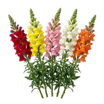 Snapdragon / Antirrhinum flower seed packet