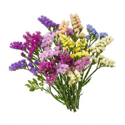 Statice flower seed packet