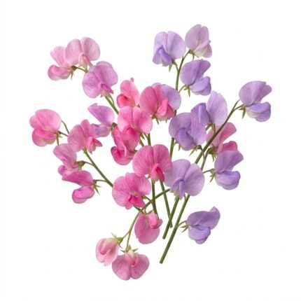 Sweet Pea flower seed packet