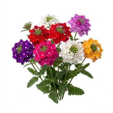 Verbena flower seed packet