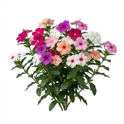 Vinca flower seed packet