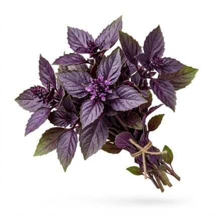 Red Basil Seeds