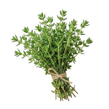 Thyme Seeds