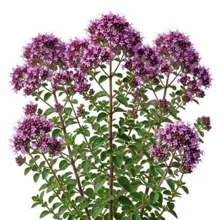 Wild Oregano Seeds